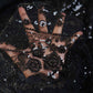 Black Cutdana Sequins Embroidery Net Fabric 19900