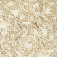 White Cutdana sequence embroidery Georgette Fabric TFS-31839