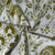 White Cotton Linen Fabric 23678